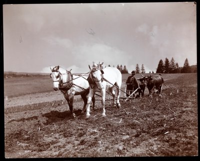 Ploughing on the Property of Alton Brooks Parker, Esopus Creek, New York, 1904 by Byron Company